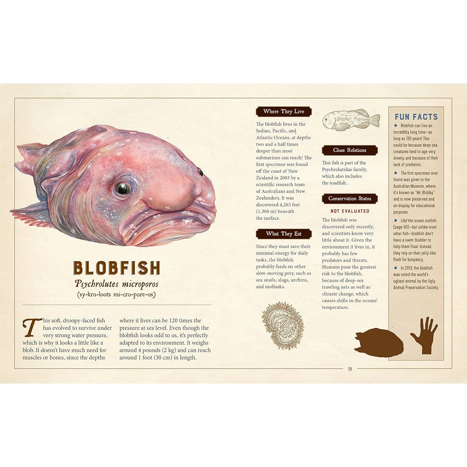 A CURIOUS COLLECTION OF PECULIAR CREATURES: AN ILLUSTRATED ENCYCLOPEDIA BY SAMI BAYLY - Image 3