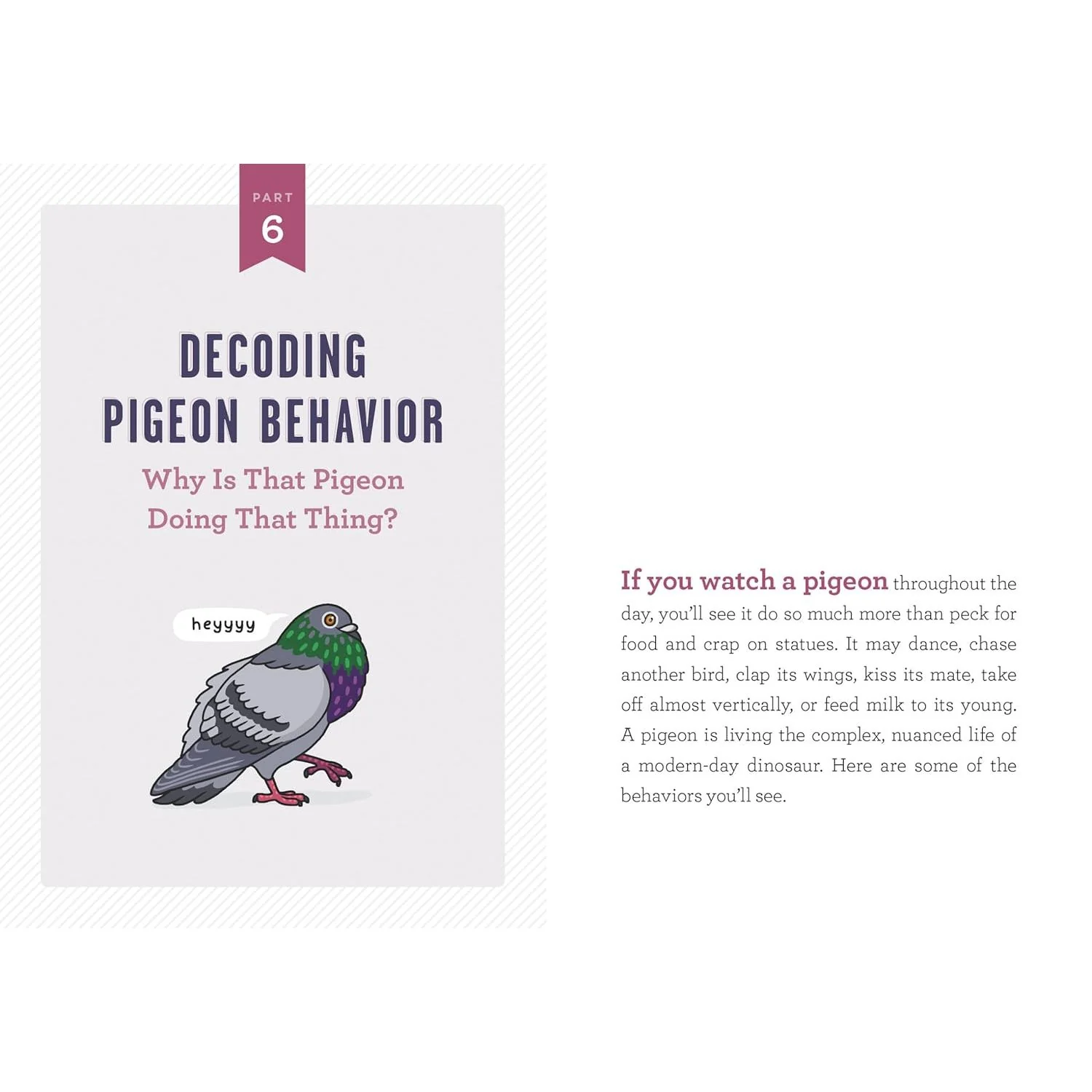 A POCKET GUIDE TO PIGEON WATCHING BY ROSEMARY MOSCO - Image 4