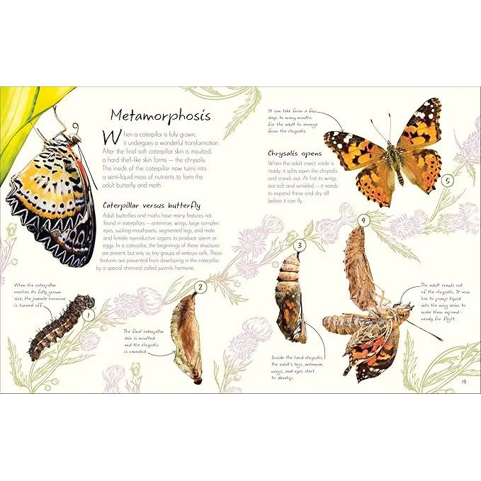 AN ANTHOLOGY OF BUTTERFLIES AND MOTHS: A COLLECTION OF BUTTERFLIES AND MOTHS FROM AROUND THE WORLD BY RICHARD JONES - Image 3