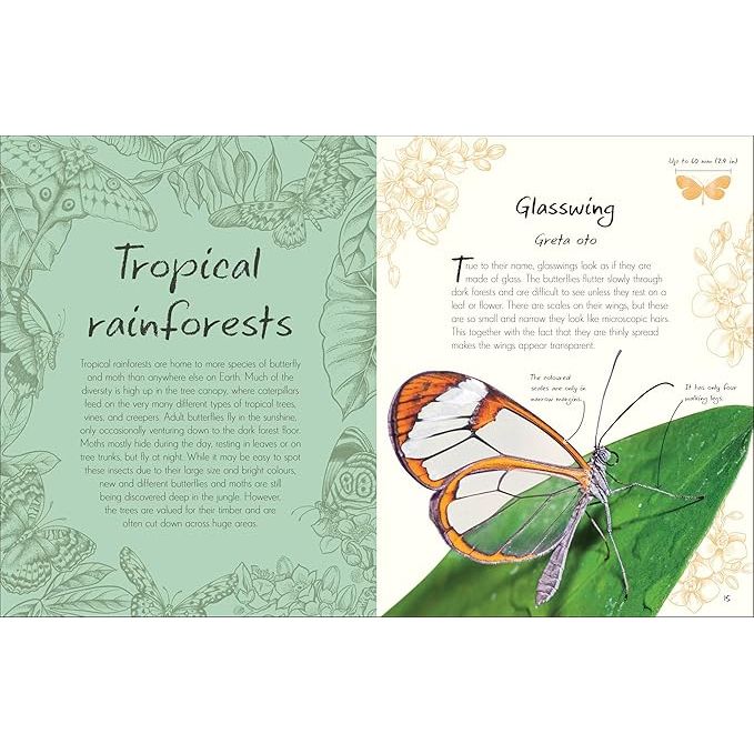 AN ANTHOLOGY OF BUTTERFLIES AND MOTHS: A COLLECTION OF BUTTERFLIES AND MOTHS FROM AROUND THE WORLD BY RICHARD JONES - Image 4
