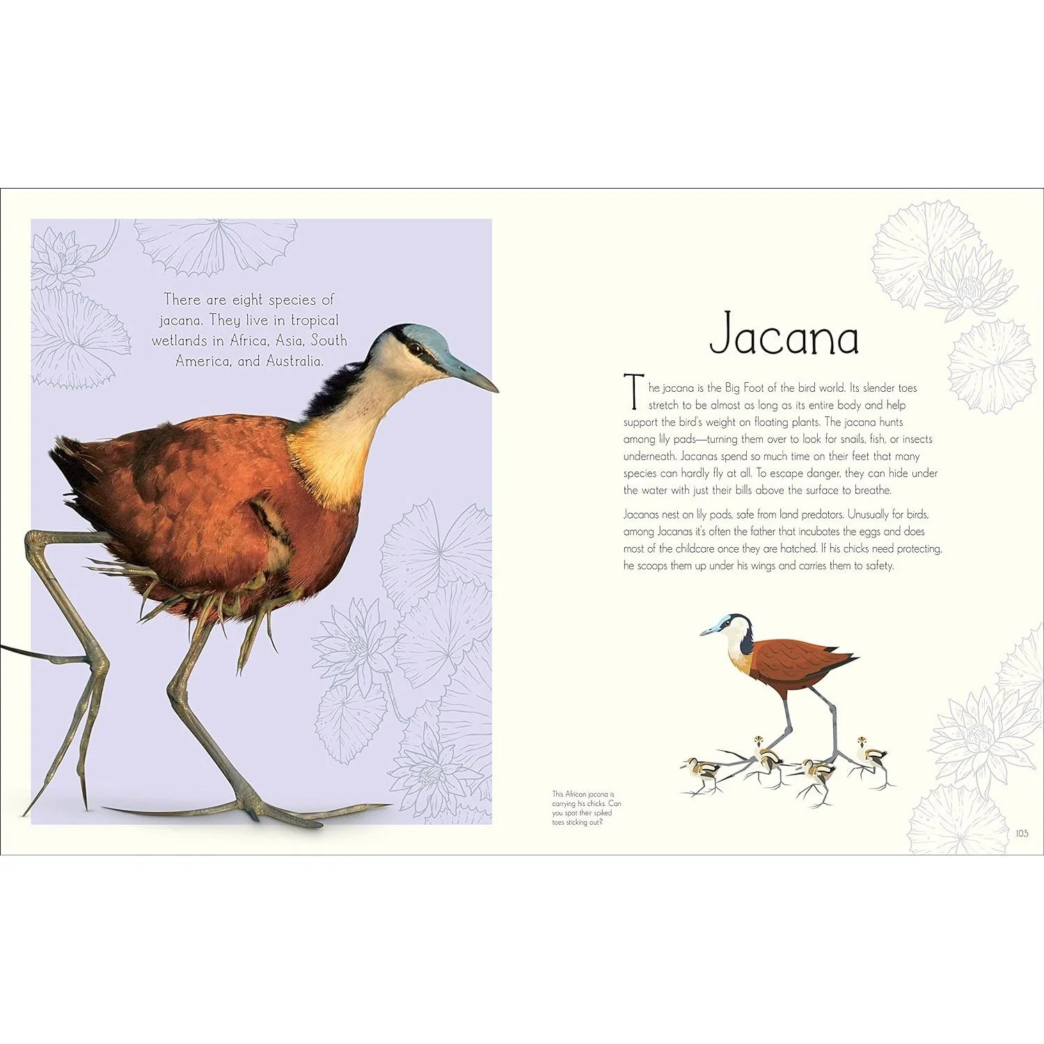 ANTHOLOGY OF AQUATIC LIFE: A DK BOOK - Image 3