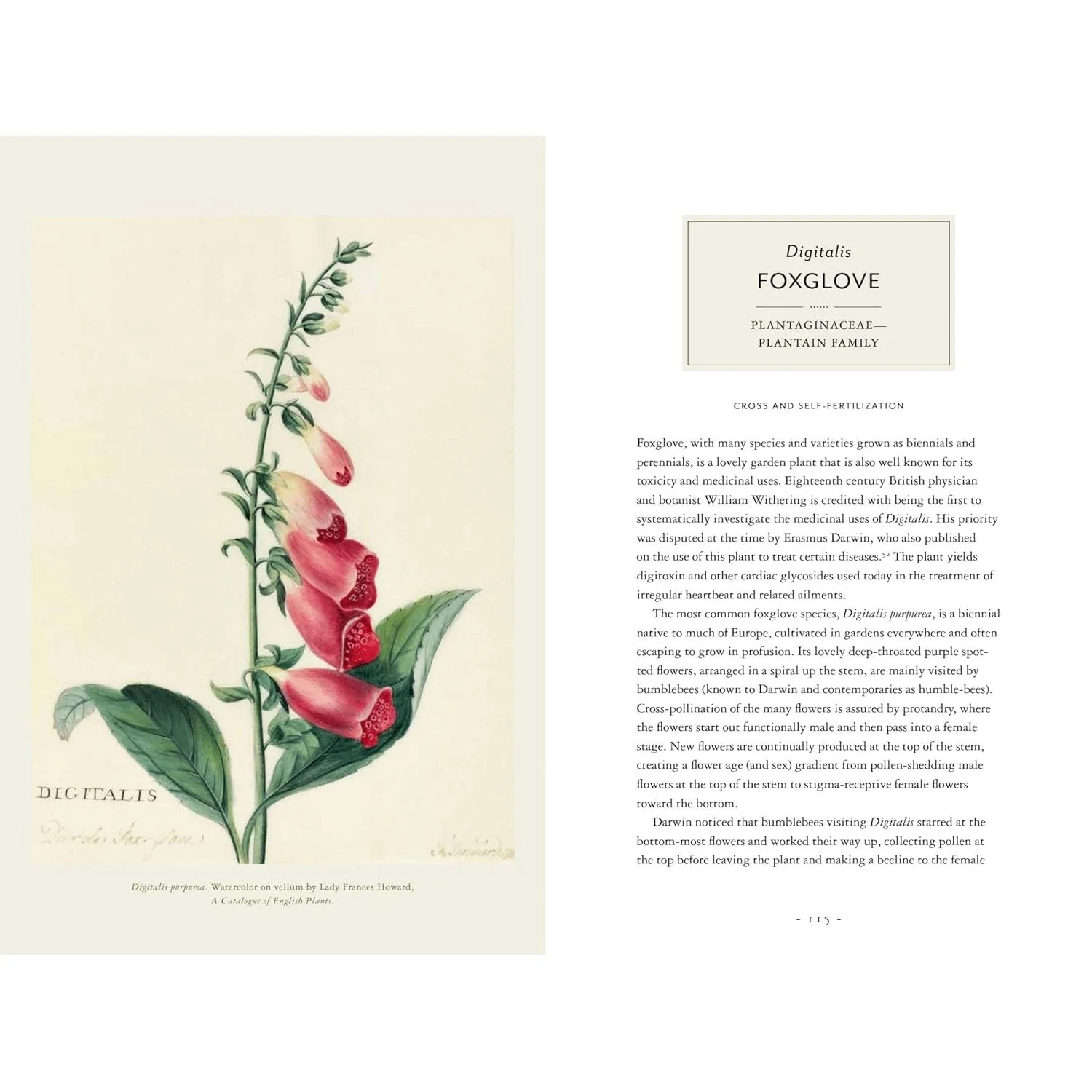 DARWIN AND THE ART OF BOTANY: OBSERVATIONS ON THE CURIOUS WORLD OF PLANTS BY JAMES T. COSTA AND BOBBI ANGELL - Image 2
