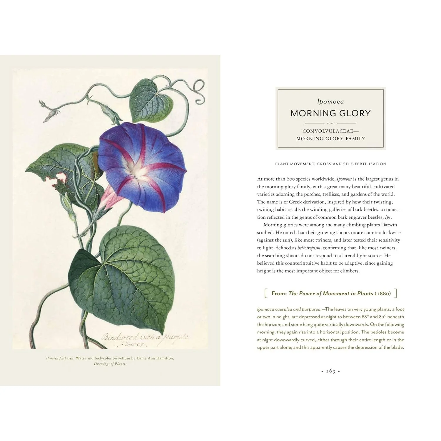 DARWIN AND THE ART OF BOTANY: OBSERVATIONS ON THE CURIOUS WORLD OF PLANTS BY JAMES T. COSTA AND BOBBI ANGELL - Image 3