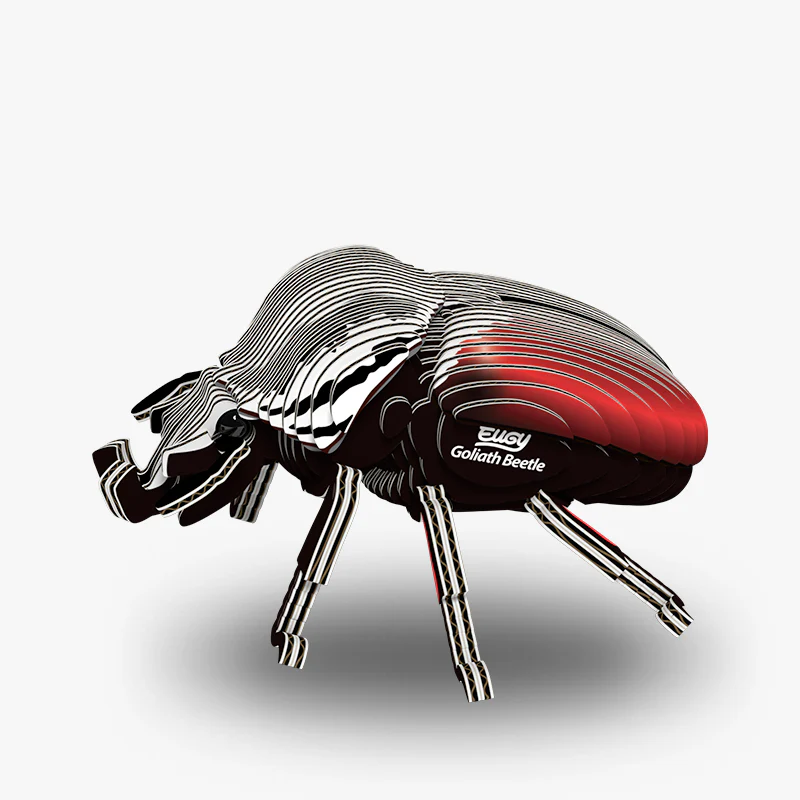 EUGY GOLIATH BEETLE