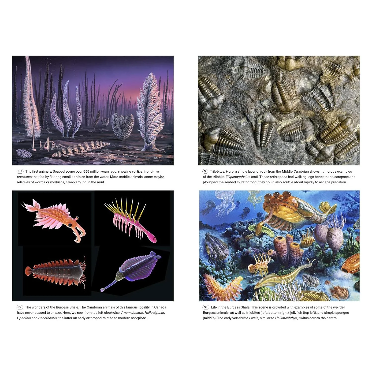 EXTINCTIONS: HOW LIFE SURVIVES, ADAPTS, AND EVOLVES BY MICHAEL J. BENTON - Image 5