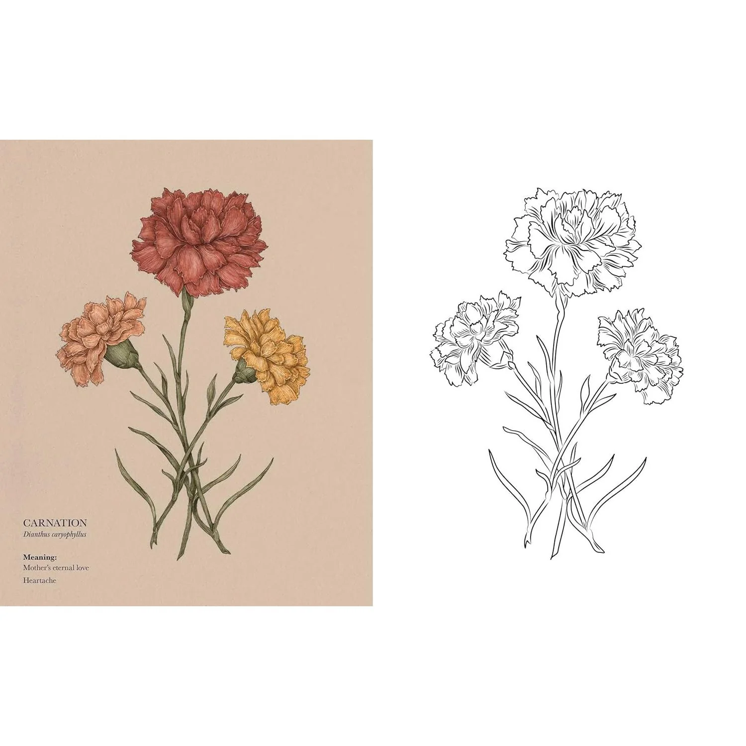 FLORIOGRAPHY COLORING BOOK BY JESSICA ROUX - Image 3