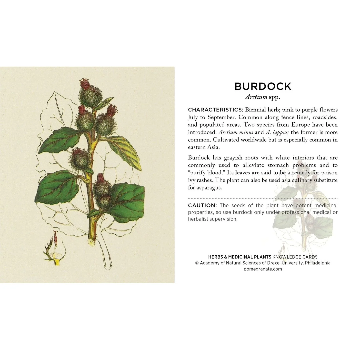 HERBS AND MEDICINAL PLANTS KNOWLEDGE CARDS - Image 3