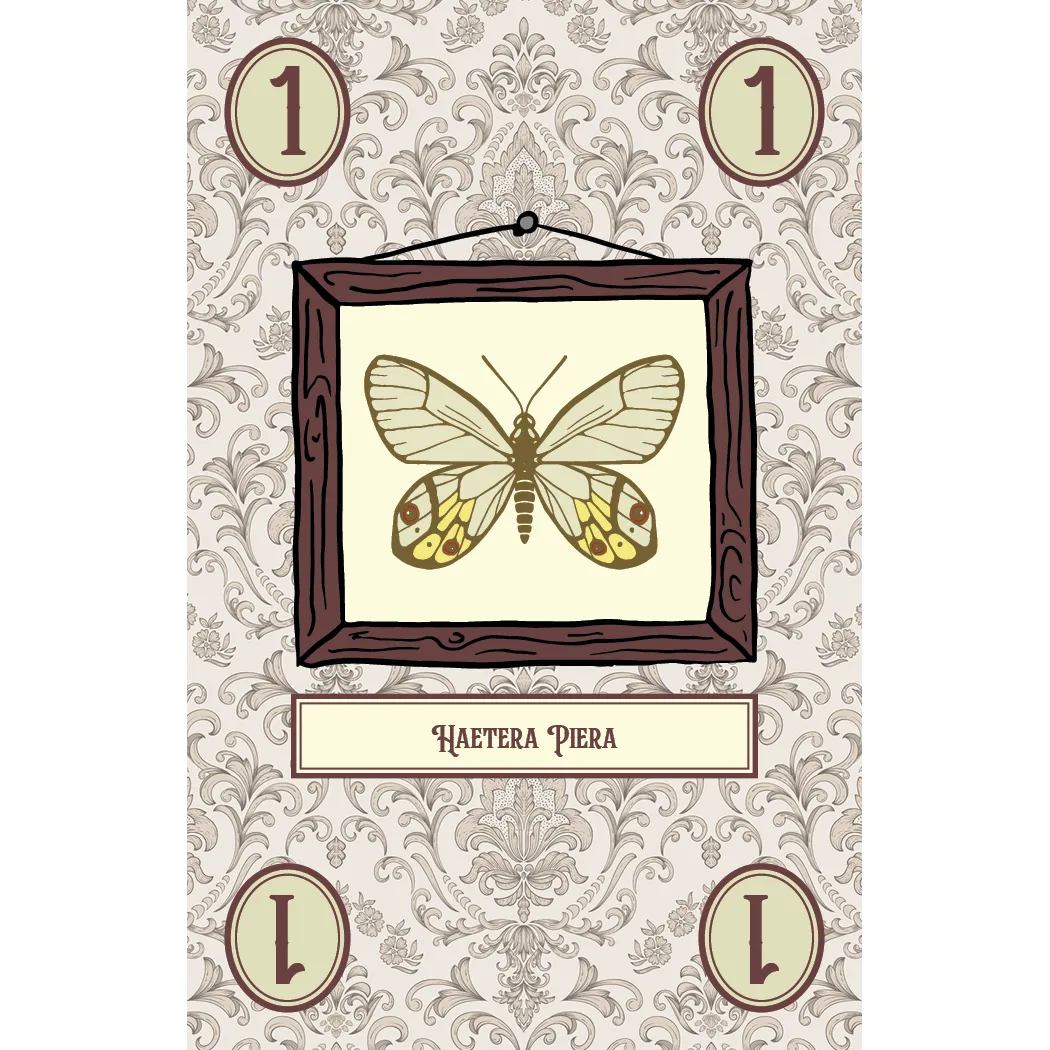 LEPIDOPTERY - Image 2