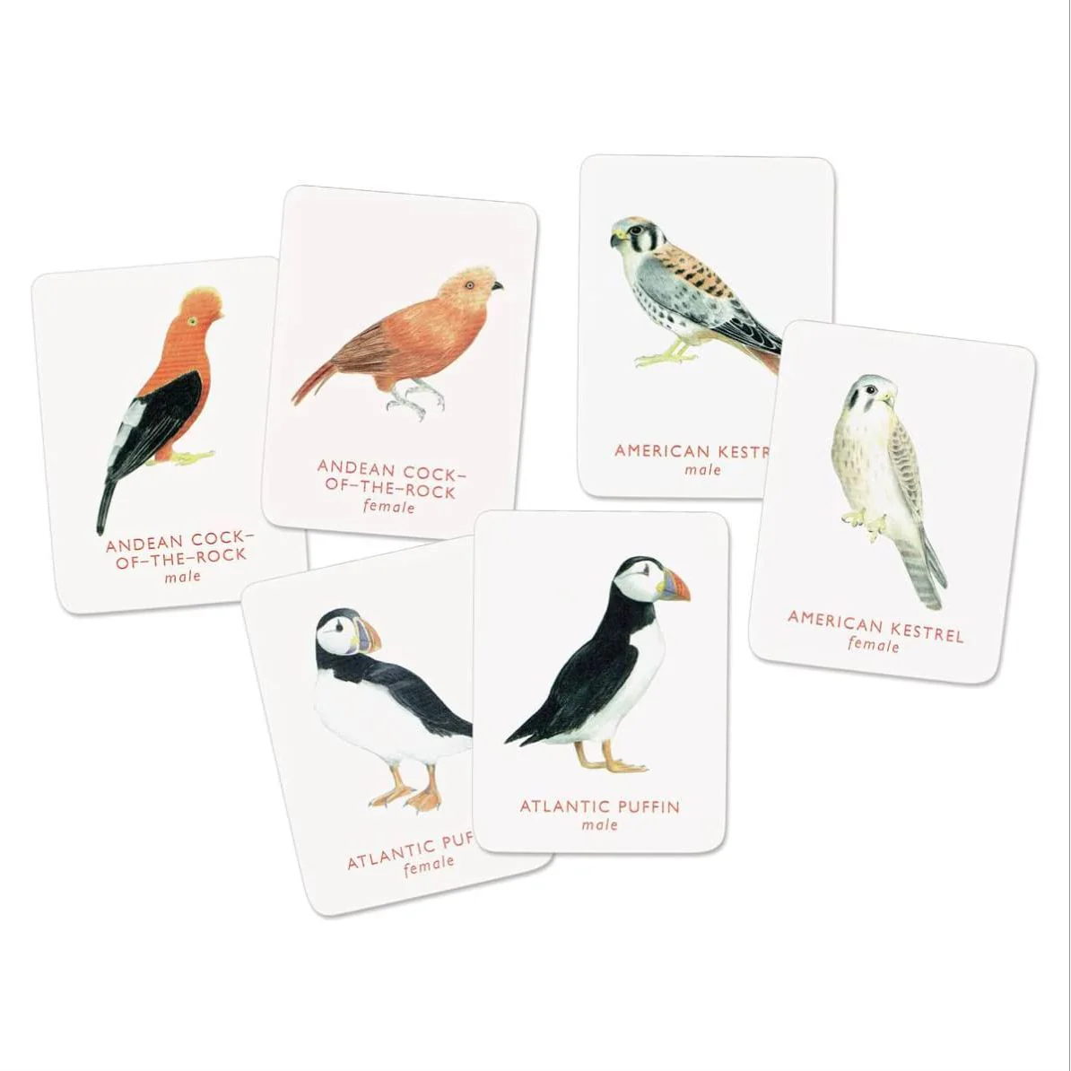 MATCH A PAIR OF BIRDS MEMORY GAME - Image 2