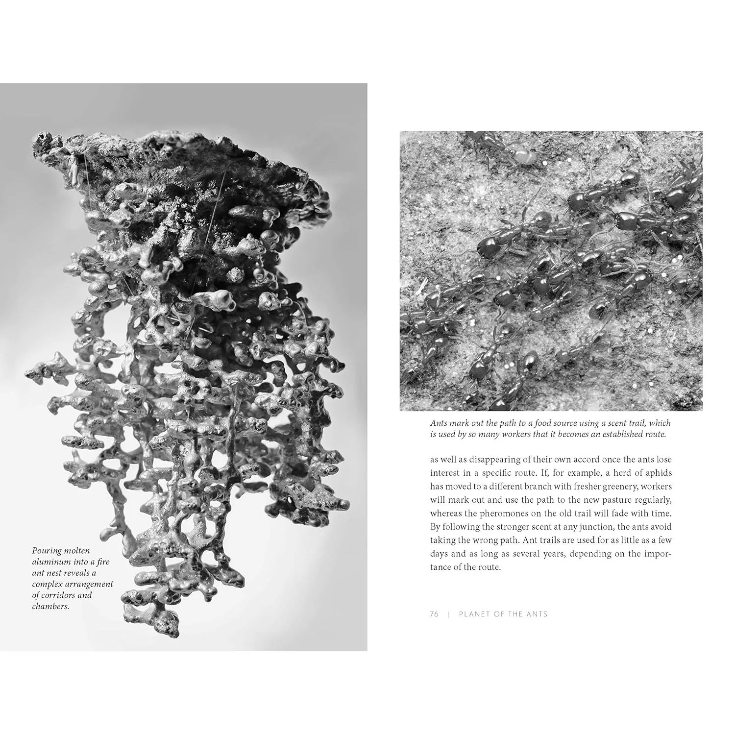 PLANET OF THE ANTS: THE HIDDEN WORLDS AND EXTRAORDINARY LIVES OF EARTH'S TINY CONQUEROTS BY SUSANNE FOITZIK AND OLAF FRITSCHE - Image 5