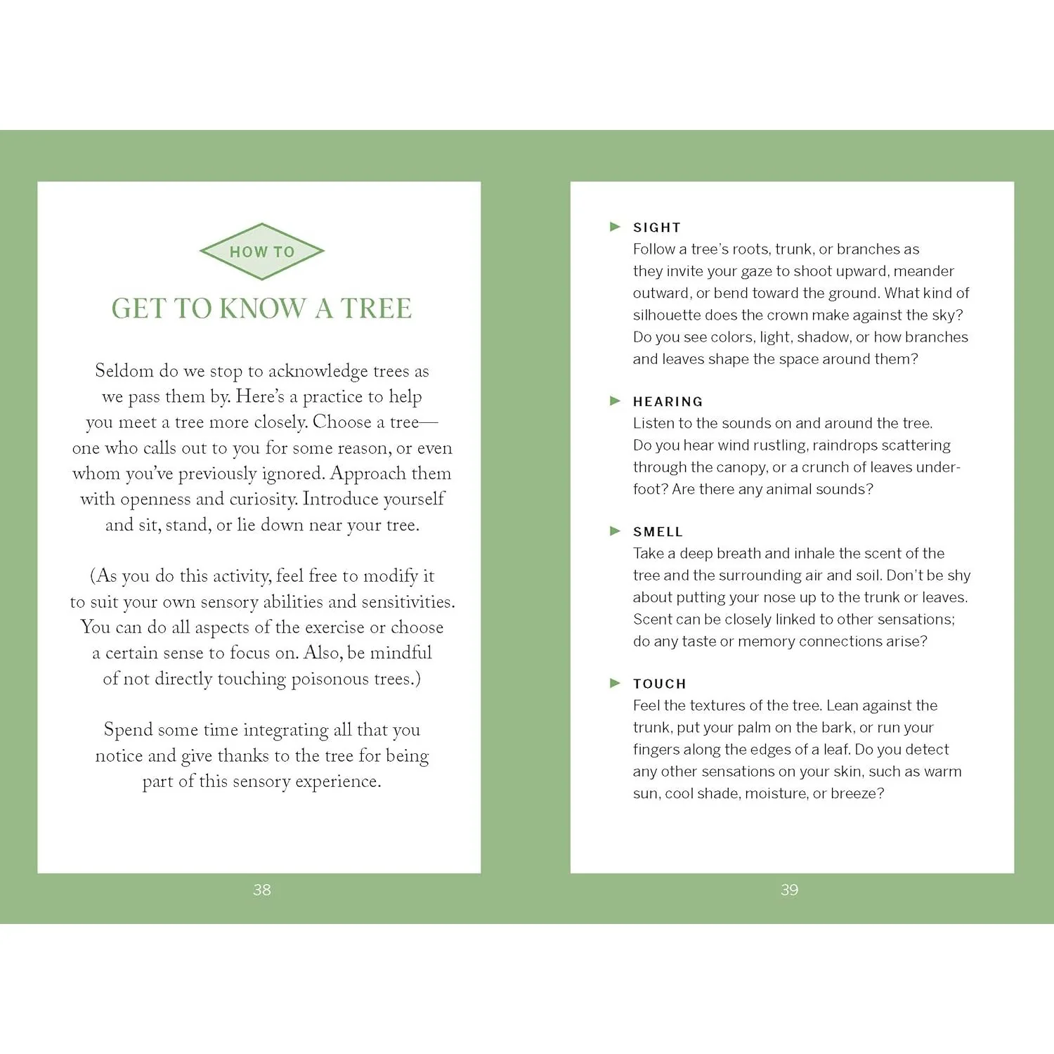POCKET NATURE: TREE HUGGING - SEEK WISDOM IN THE FOREST - Image 3
