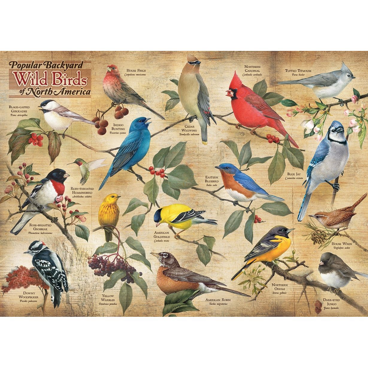 POPULAR BACKYARD WILD BIRDS OF NORTH AMERICA 1000PC PUZZLE - Image 2