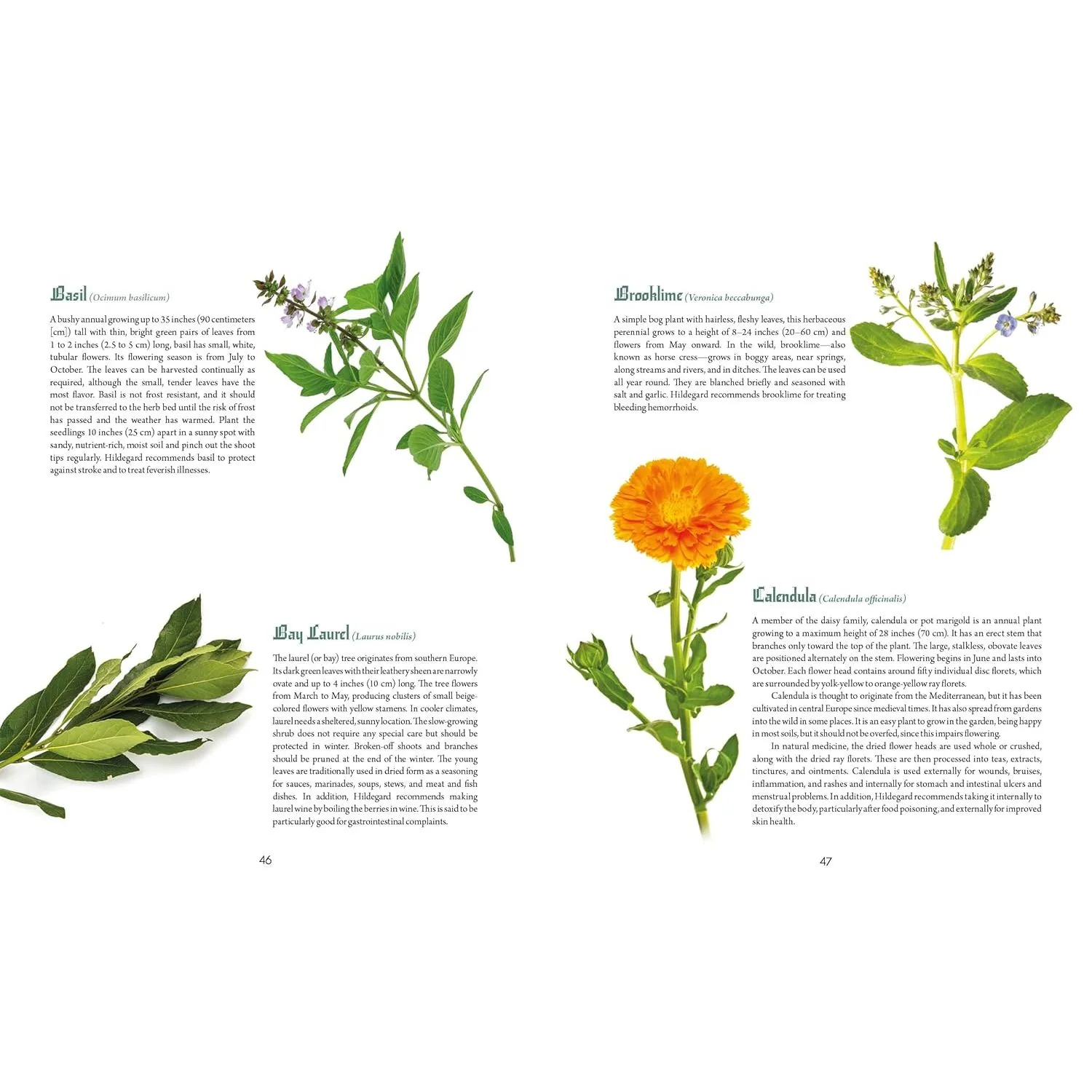 SAINT HILDEGARD'S GUIDE TO WELLNESS: HERBALISM, NUTRITION, AND HEALTH ADVICE FROM A TRAILBLAZING NUN BY HOLGER VORNHOLT - Image 4