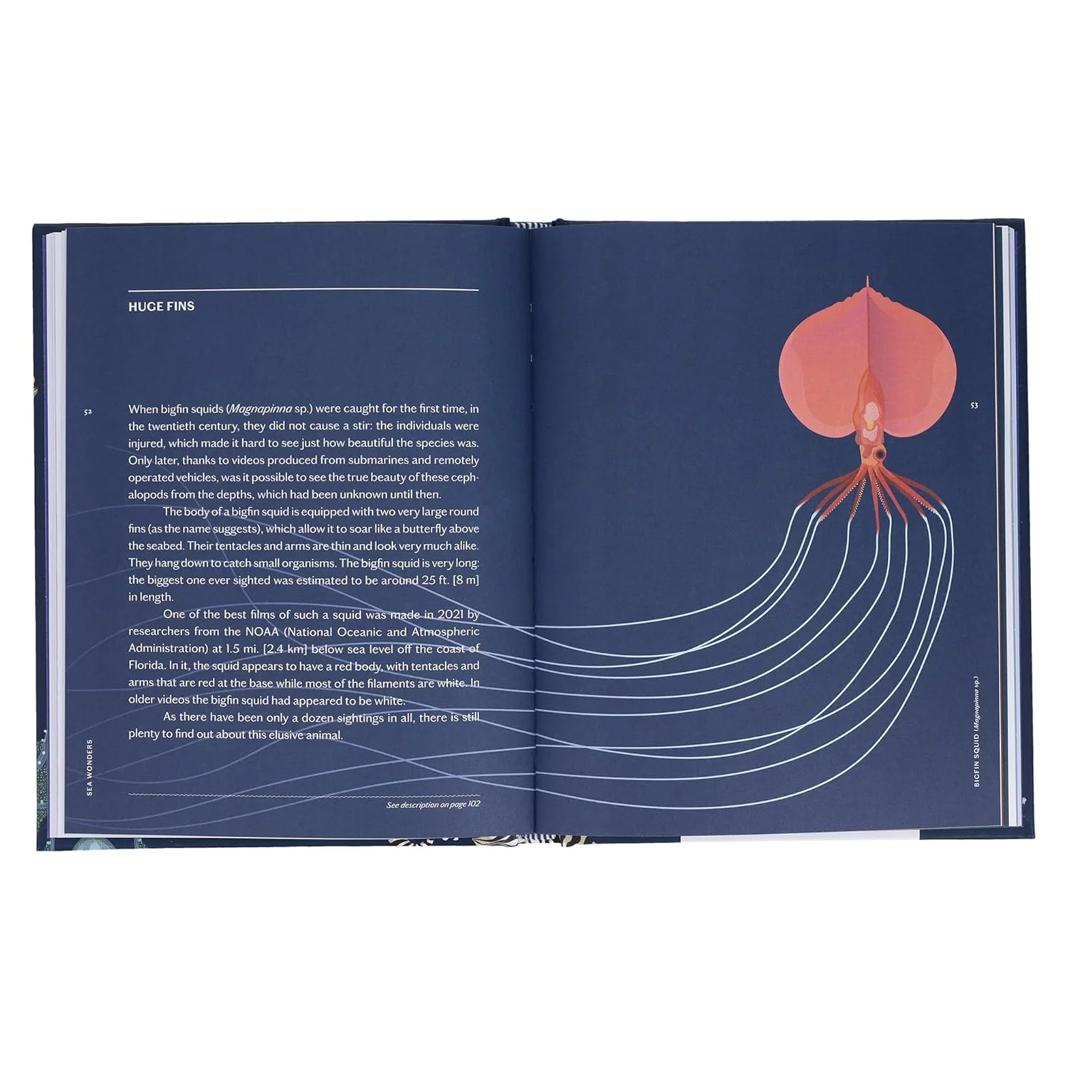 SEA WONDERS: THE OCTOPUS, THE CUTTLEFISH, AND THE SQUID BY MARCO COLOUMBO & FRANCESCO TOMASINELLI WITH ILLUSTRATIONS BY GIULIA DE AMICIS - Image 4