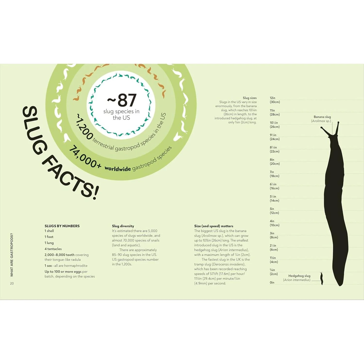 SLUGS: FRIEND OR FOE? BY DR. HAYLEY JONES (DK BOOK) - Image 4