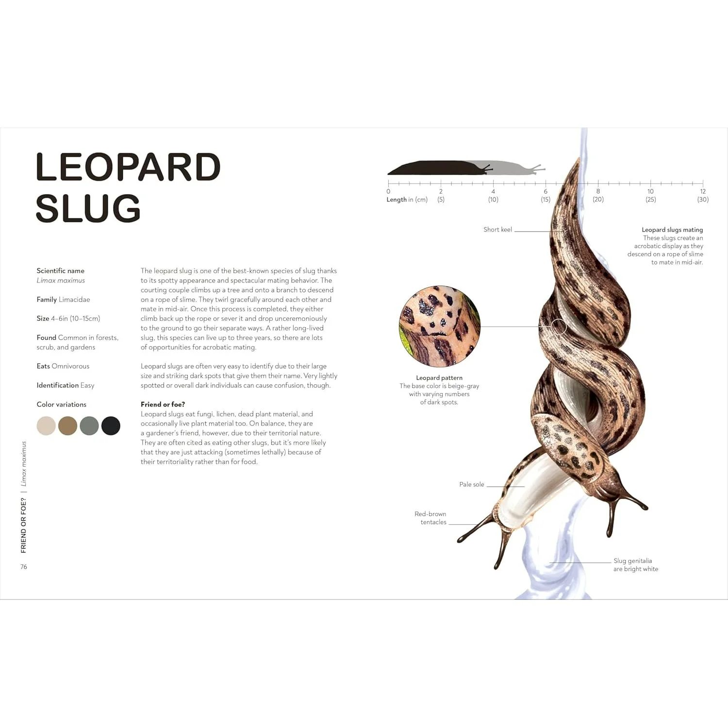 SLUGS: FRIEND OR FOE? BY DR. HAYLEY JONES (DK BOOK) - Image 5