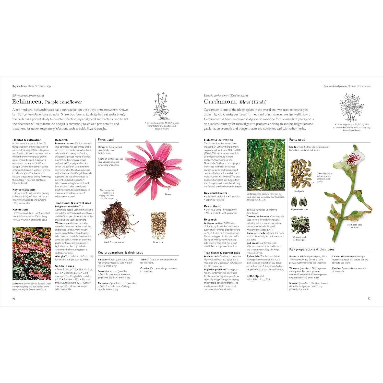 THE ENCYCLOPEDIA OF HERBAL MEDICINE BY ANDREW CHEVALLIER, FNIMH (DK BOOK) - Image 4