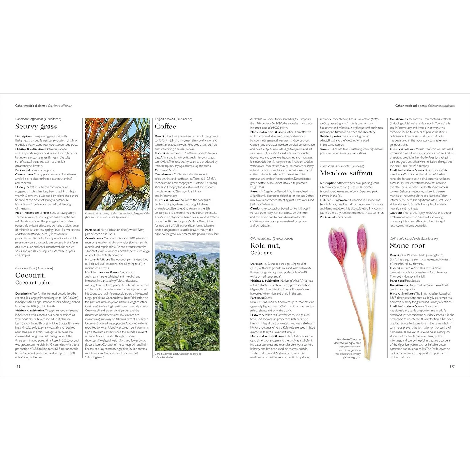 THE ENCYCLOPEDIA OF HERBAL MEDICINE BY ANDREW CHEVALLIER, FNIMH (DK BOOK) - Image 6