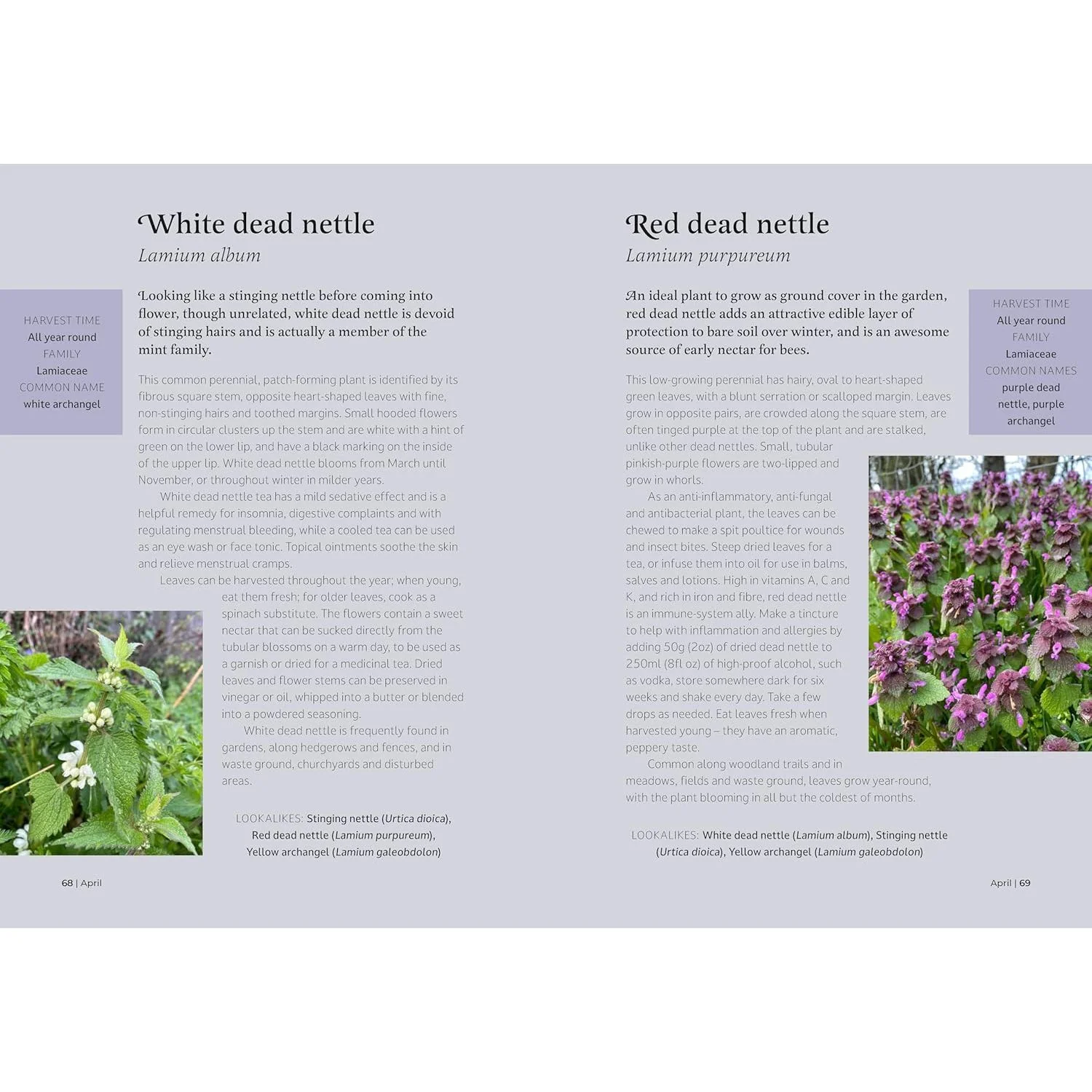 THE FORAGER'S ALMANAC BY DANIELLE GALLACHER - Image 5
