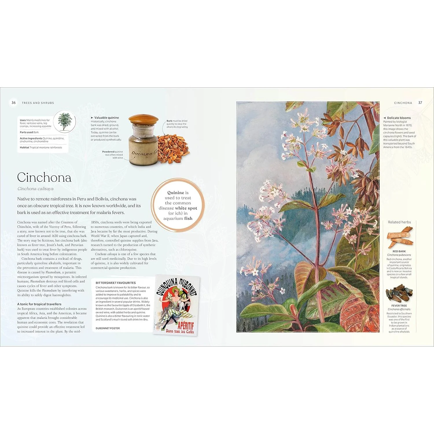 THE HERB BOOK; THE STORIES, SCIENCE, AND HISTORY OF HERBS (A DK BOOK) - Image 2