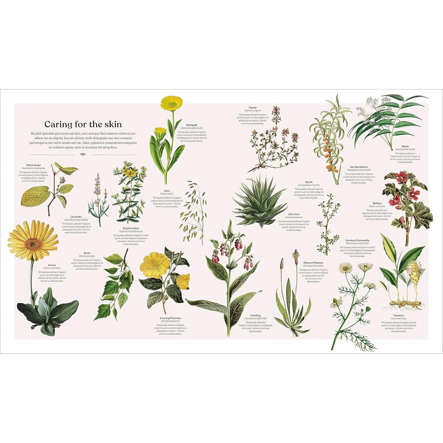THE HERB BOOK; THE STORIES, SCIENCE, AND HISTORY OF HERBS (A DK BOOK) - Image 4