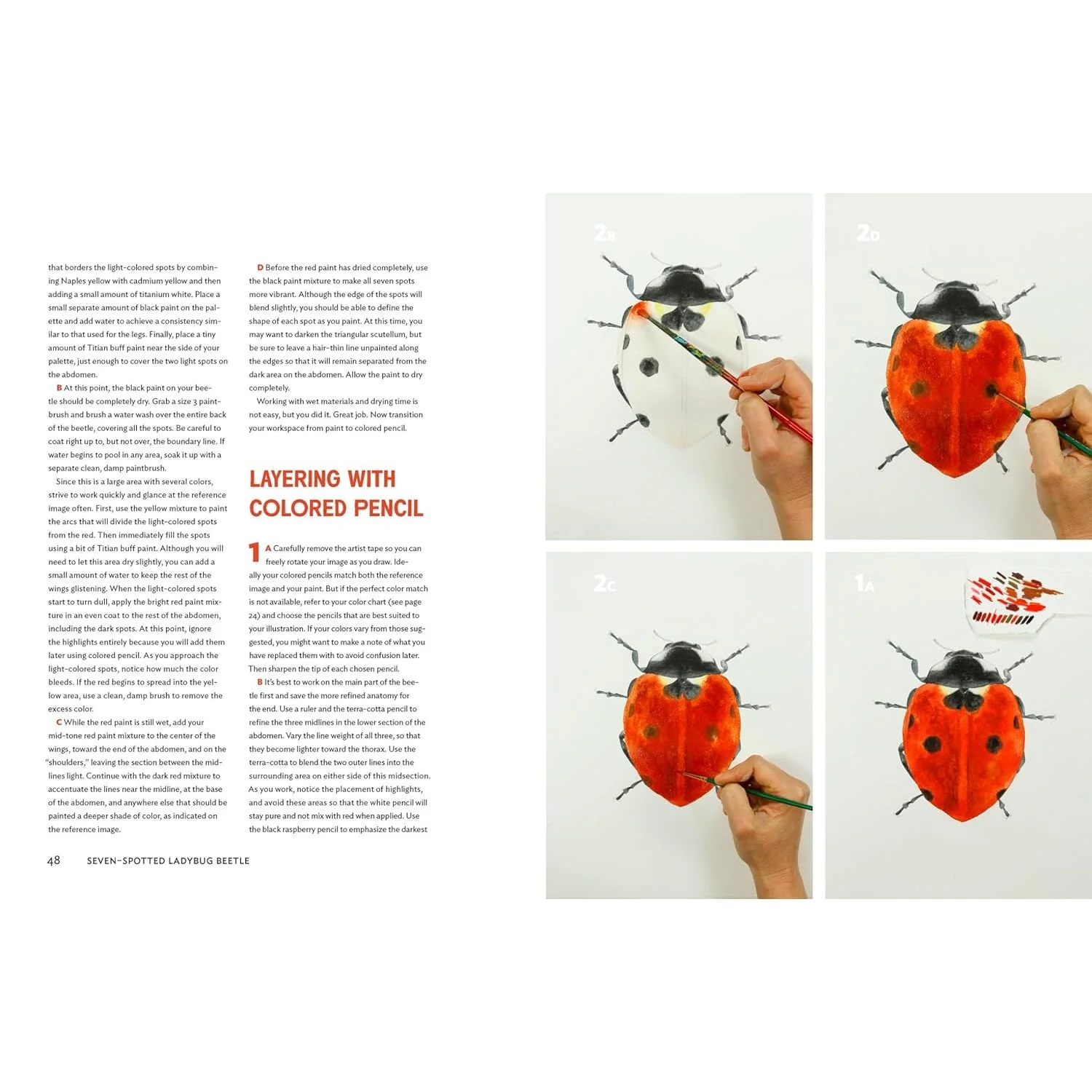 THE INSECT ARTIST: HOW TO OBSEVE, DRAW, AND PAINT BUTTERFLIES, BEES, AND MORE BY ZEBITH S. THALDEN - Image 4
