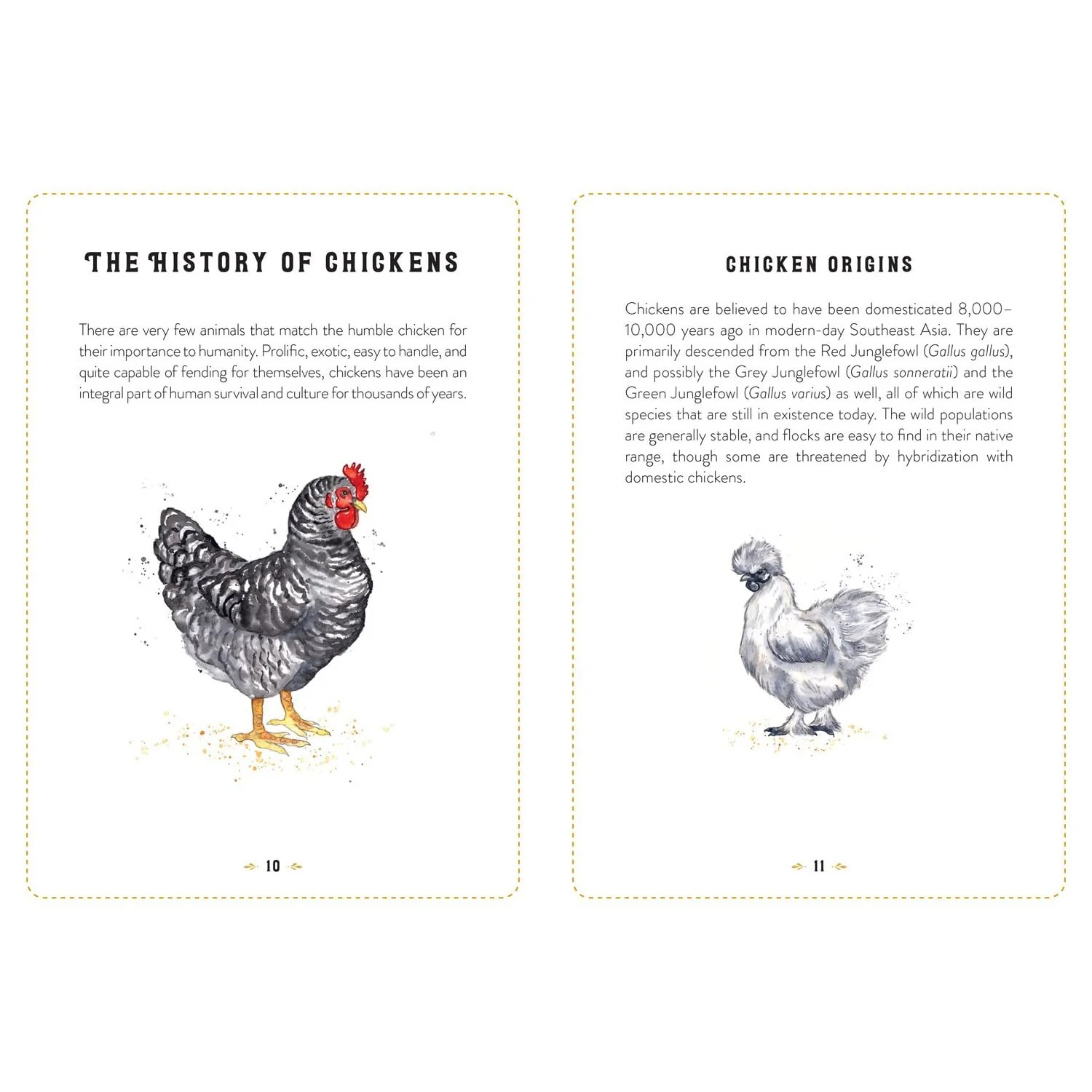 THE LITTLE BOOK OF CHICKENS: AN ILLUSTRATED GUIDE TO THE EXTRAORDINARY LIVES OF CHICKENS BY JESSICA FORD - Image 3