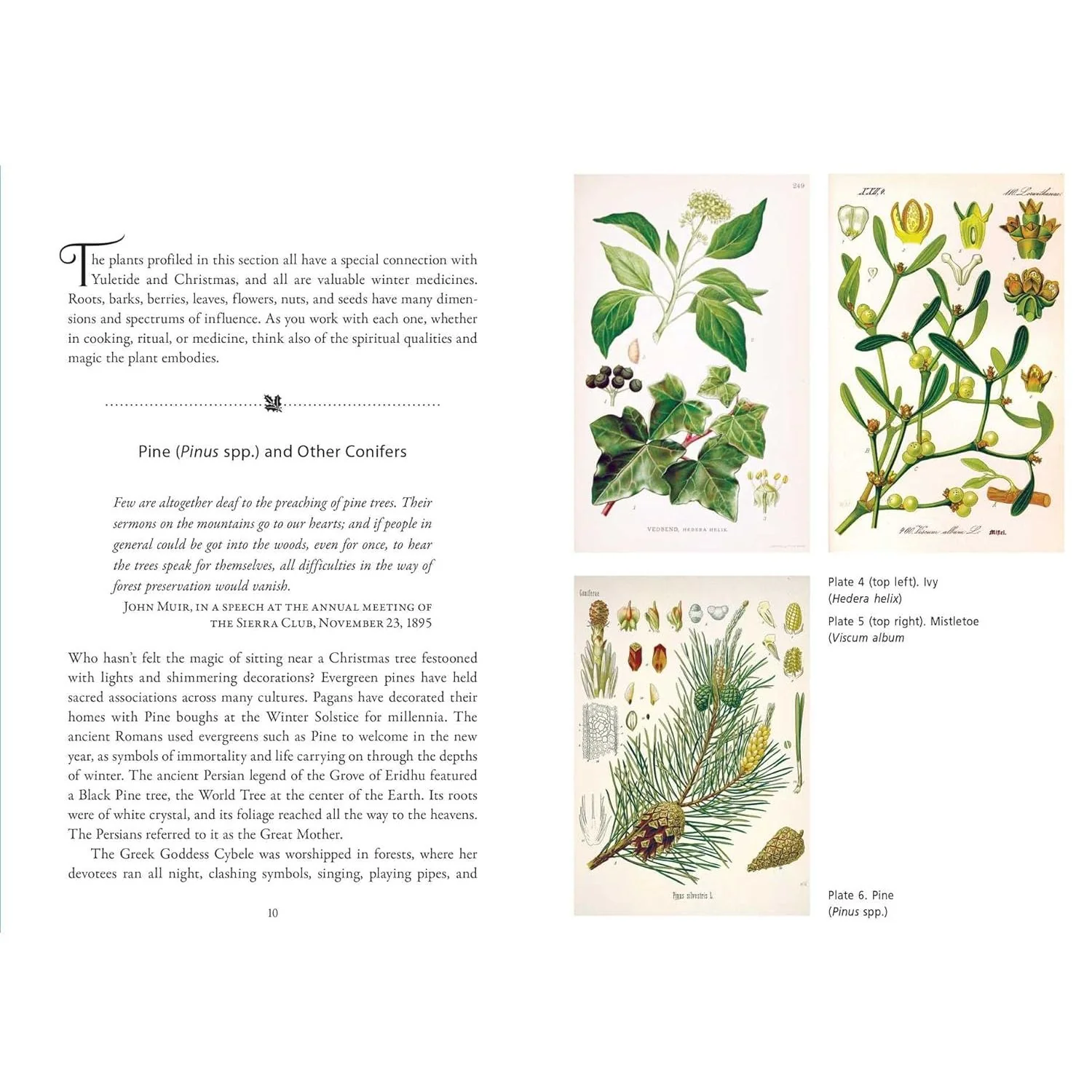 THE SCARED HERBS OF YULE AND CHRISTMAS BY ELLEN EVERT HOPMAN - Image 3