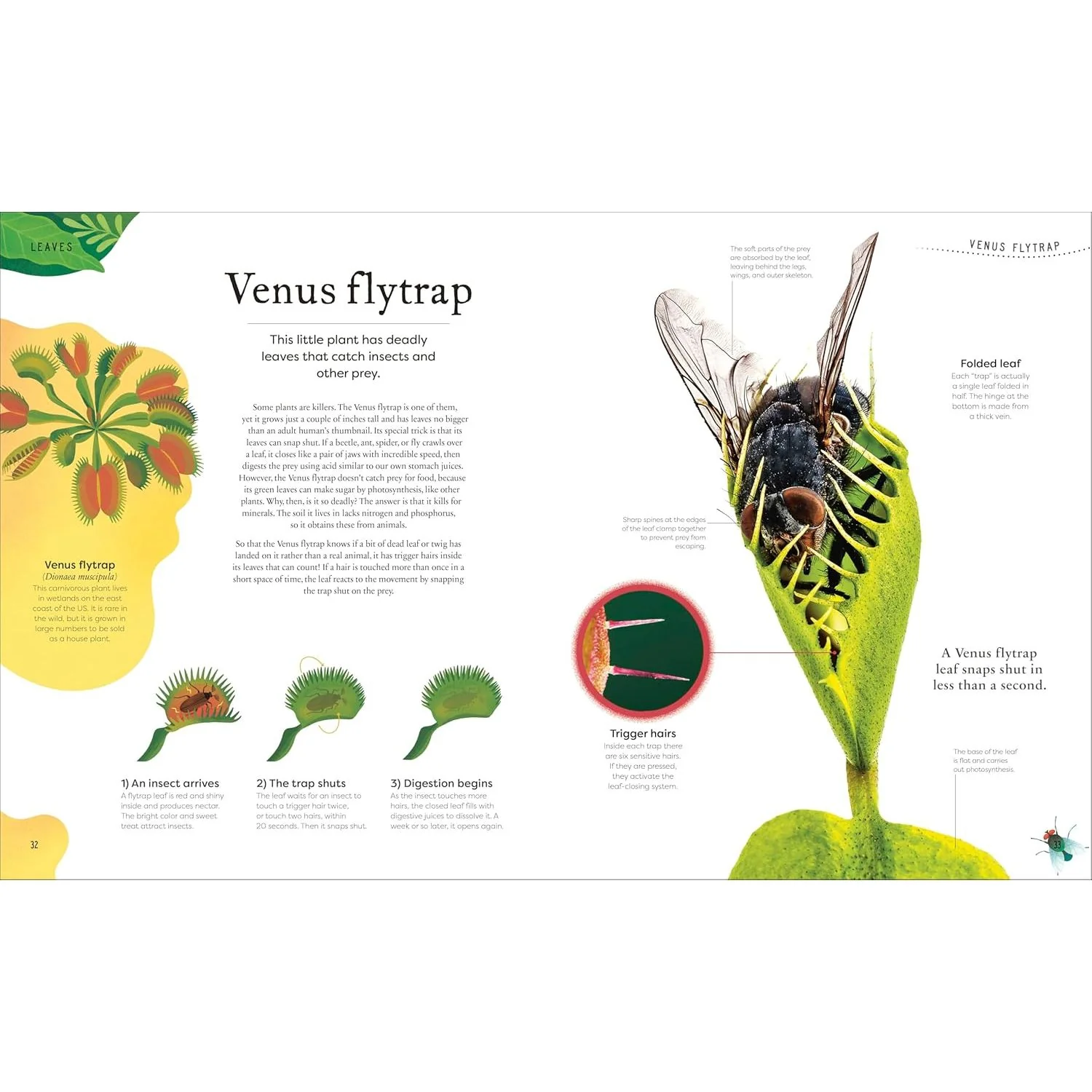 THE SECRET WORLD OF PLANTS BY BEN HOARE (A DK BOOK) - Image 2