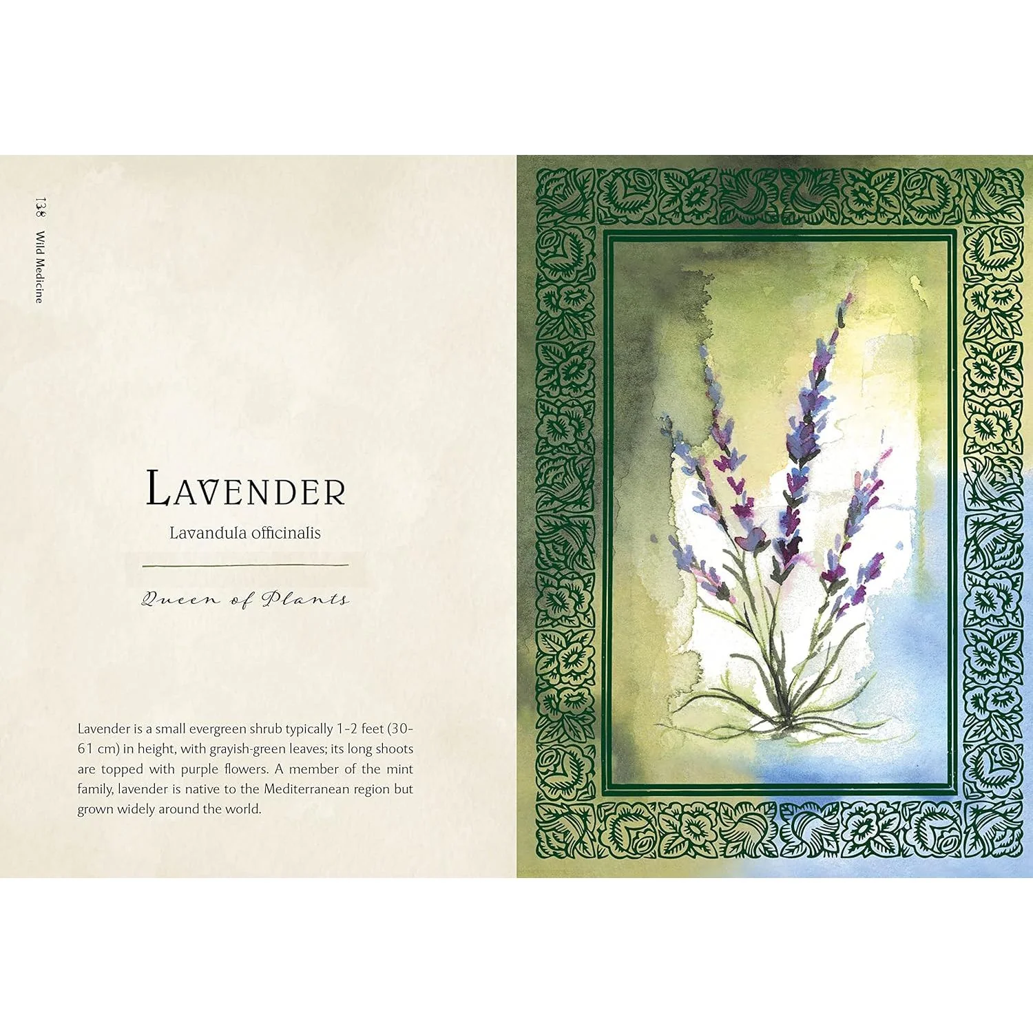 WILD MEDICINE: AN ILLUSTRATED GUIDE TO THE MAGICK OF HERBS BY SHELBY BUNDY AND KATE BELEW - Image 2