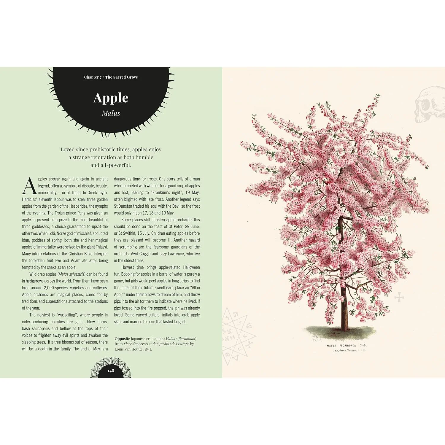 WITCH'S FOREST: TREES IN MAGIC, FOLKLORE, AND TRADITIONAL REMEDIES BY SARAH LAWRENCE - Image 4
